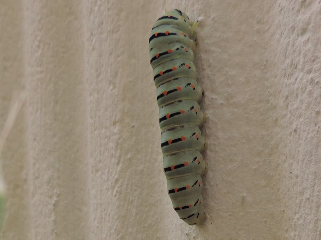 Bruco da ident. - Papilio machaon
